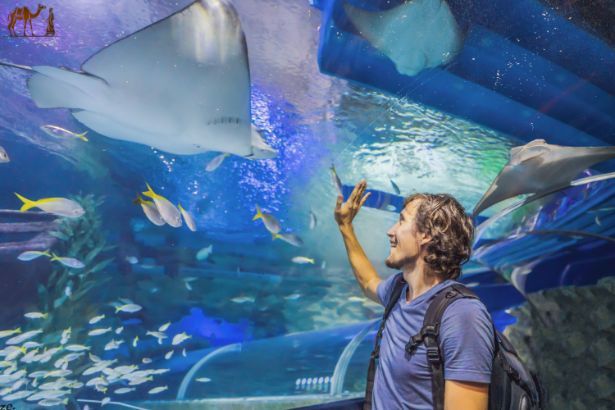 Dubai Underwater Zoo Tickets - explore more in Dubai City Tour